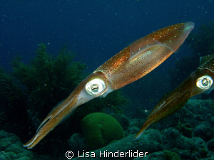 Eye see you! by Lisa Hinderlider 
